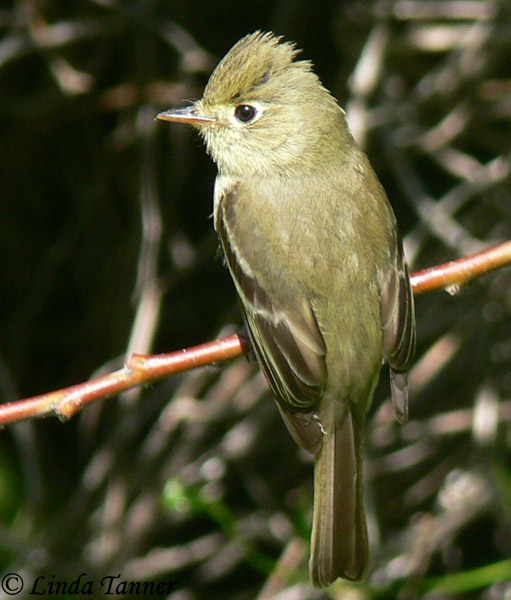 Pacific-slope Flycatcher - Empidonax difficilis