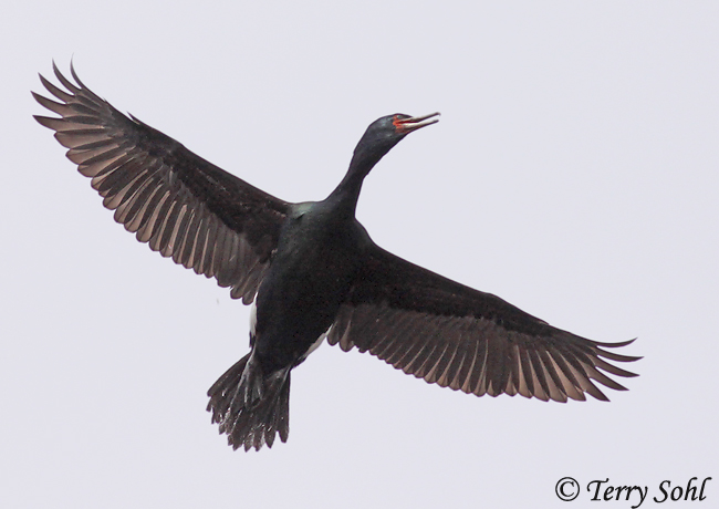 Pelagic Cormorant - Phalacrocorax pelagicus