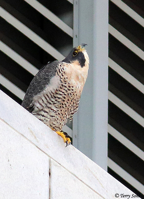 Peregrine Falcon - Falco peregrinus