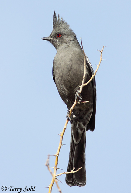 Phainopepla - Phainopepla nitens