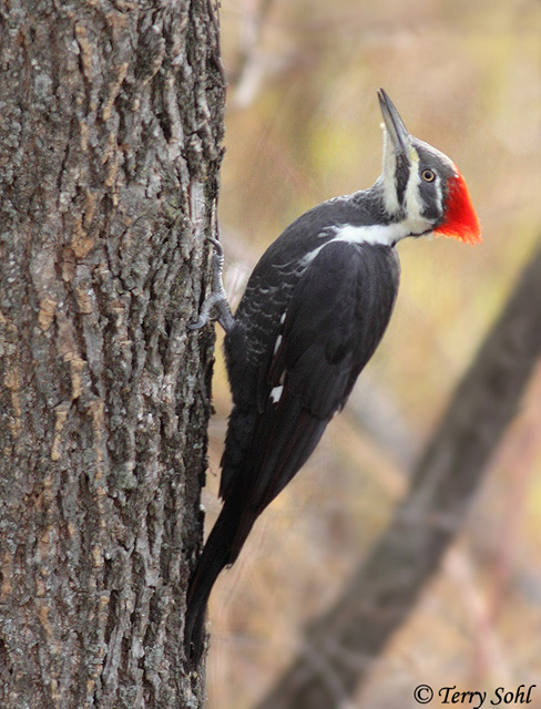 Pileated Woodpecker - Dryocopus pileatus