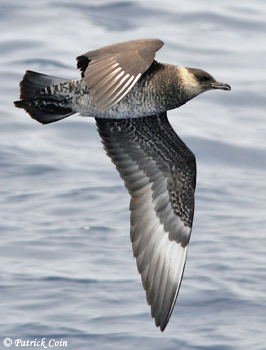 Pomarine Jaeger - Stercorarius pomarinus