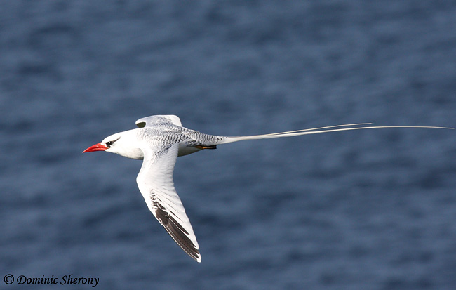 Red-billed Tropicbird - Phaethon aethereus