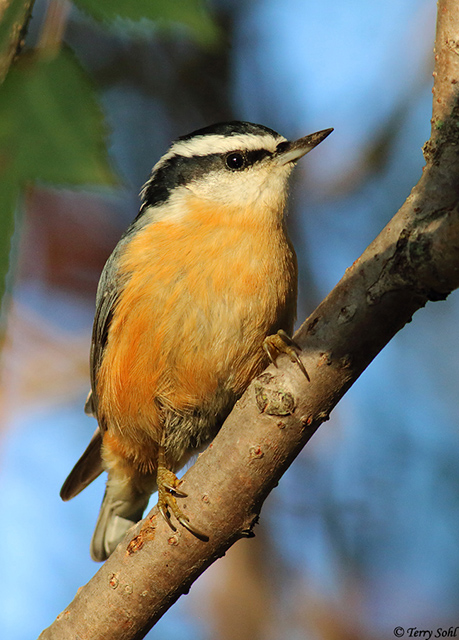 red breasted nuthatch