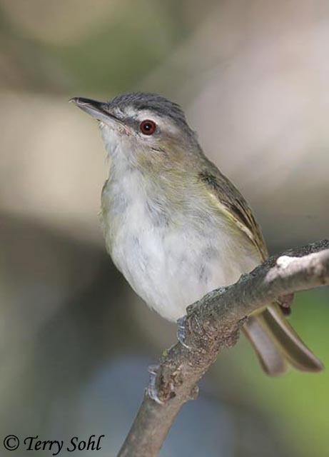 Red-eyed Vireo - Vireo olivaceus