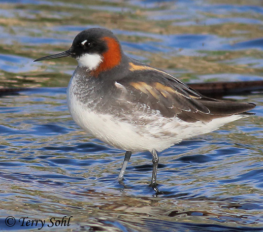 Red-necked Phalarope - Phalaropus lobatus