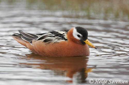 Red Phalarope - Phalaropus fulicaria