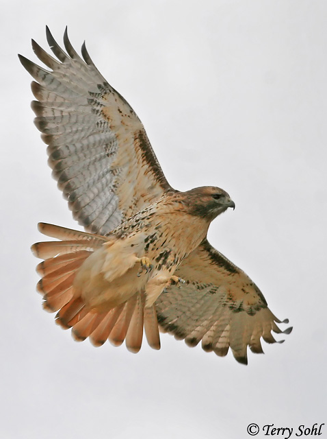 Red-tailed Hawk - Buteo jamaicensis