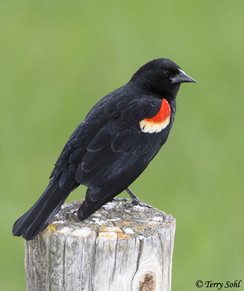 Red-winged Blackbird - Agelaius phoeniceus