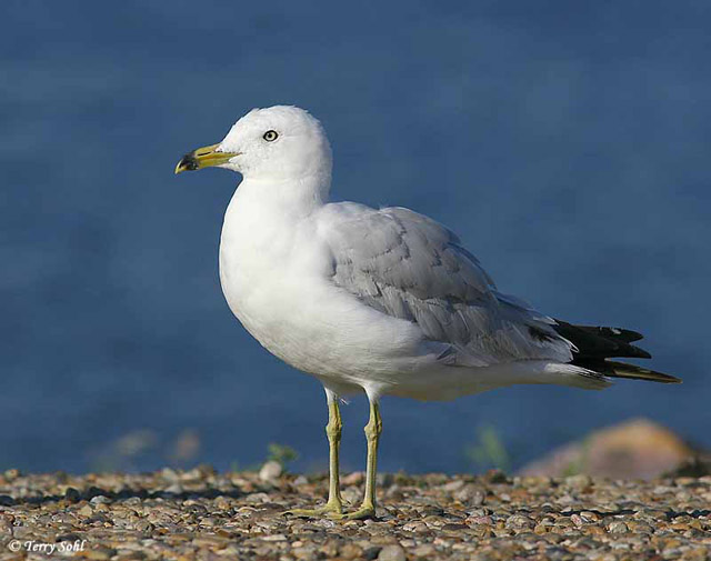 Ring-billed Gull - Larus delawarensis