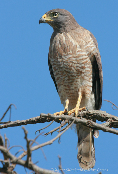 Birds of Prey in Texas – Facts, List, Pictures