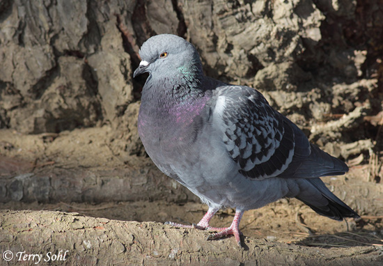 Rock Dove - Columba livia