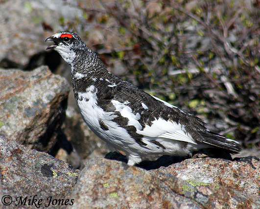 Rock Ptarmigan - Lagopus mutus