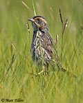 Saltmarsh Sparrow - Ammodramus caudacutus
