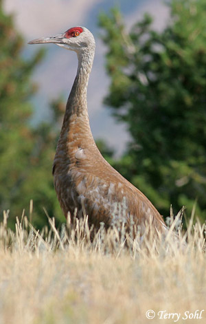 Sandhill cranes (Antigone Canadensis) - Life History and More