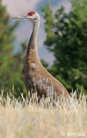 Sandhill Crane - Antigone canadensis