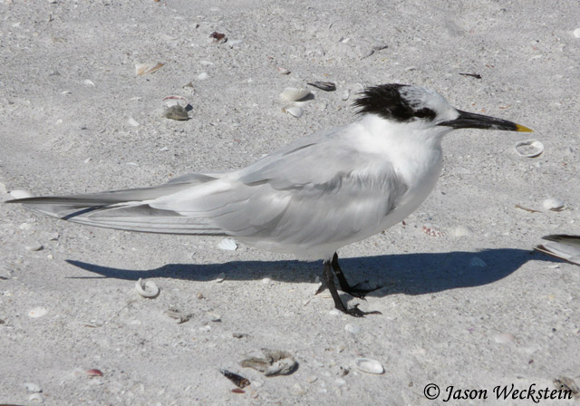 Sandwich Tern - Thalasseus sandvicensis