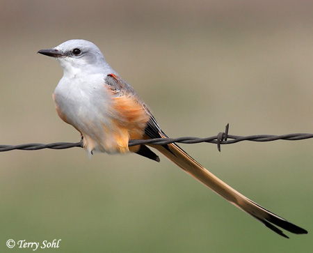 Scissor-tailed Flycatcher - Tyrannus forficatus