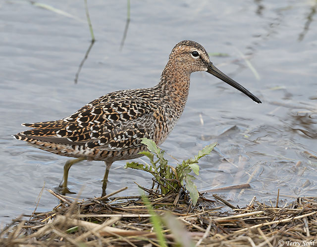 Short-billed Dowitcher - Limnodromus griseus