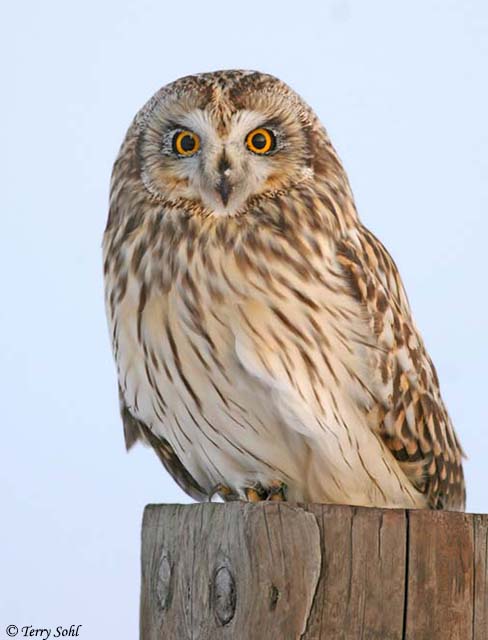 Short-eared Owl - Asio flammeus