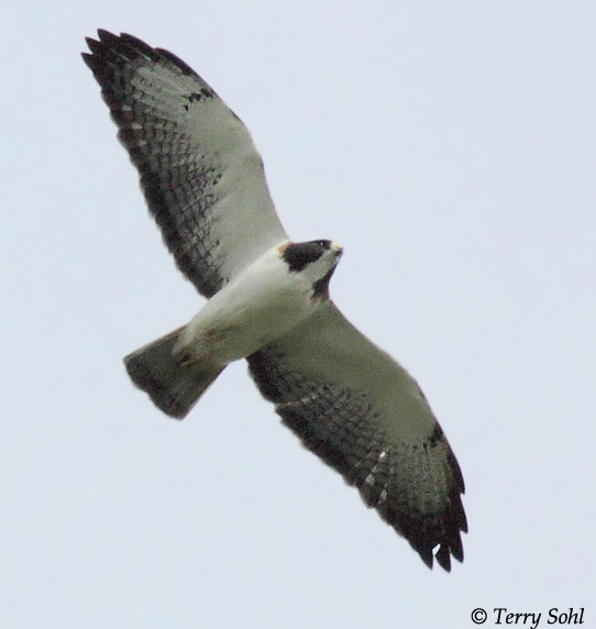 Short-tailed Hawk - Buteo brachyurus