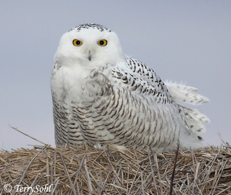 Snowy Owl - Bubo scandiacus