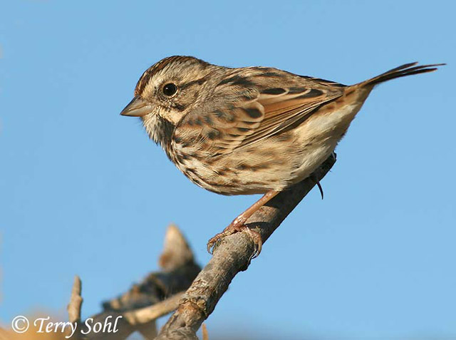 Song Sparrow South Dakota Birds And Birding