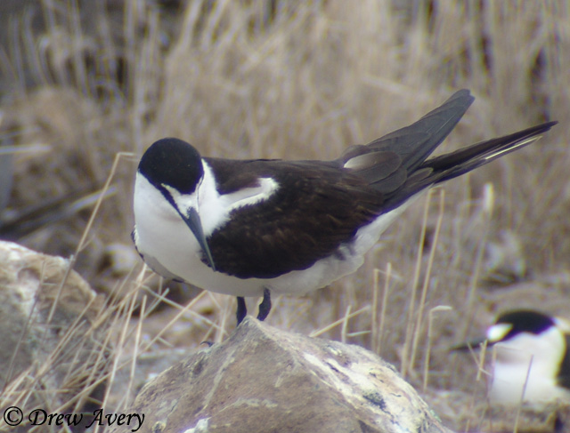 Sooty Tern - Onychoprion fuscatus