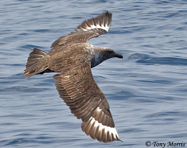 South Polar Skua - Stercorarius maccormicki