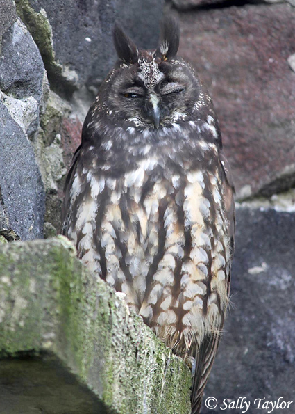 Stygian Owl - Asio stygius