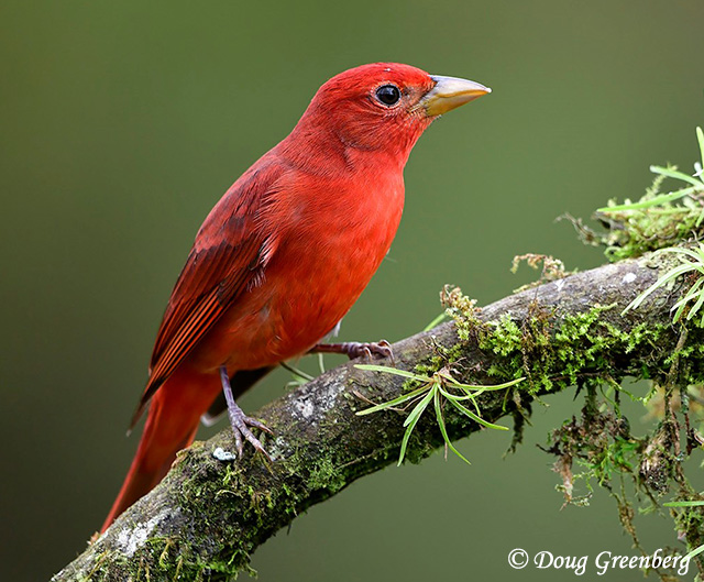 Summer Tanager - Piranga rubra