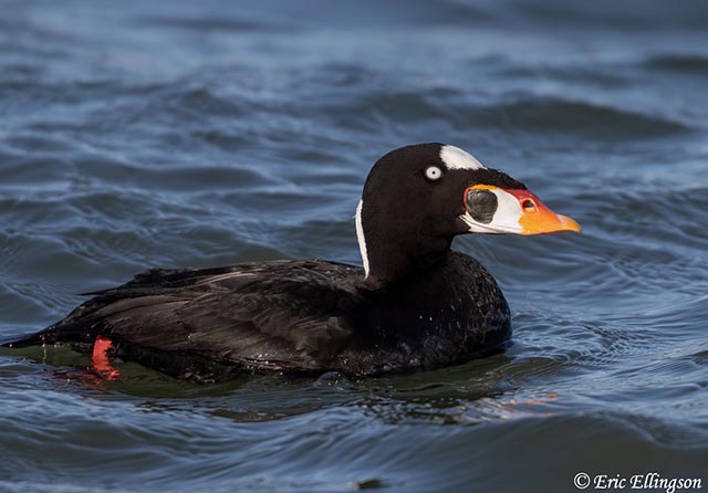 Surf Scoter - Melanitta perspicillata