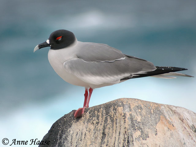 Swallow-tailed Gull - Species Information and Photos