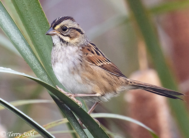 Swamp Sparrow - Melospiza georgiana