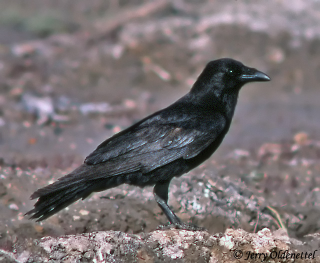 Tamaulipas Crow - Corvus imparatus