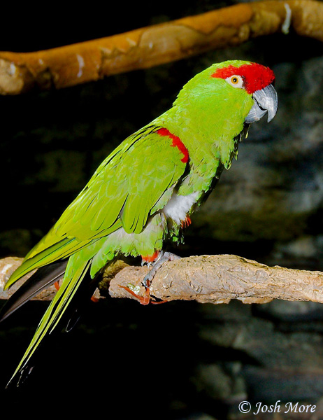 Thick-billed Parrot - Rhynchopsitta pachyrhyncha
