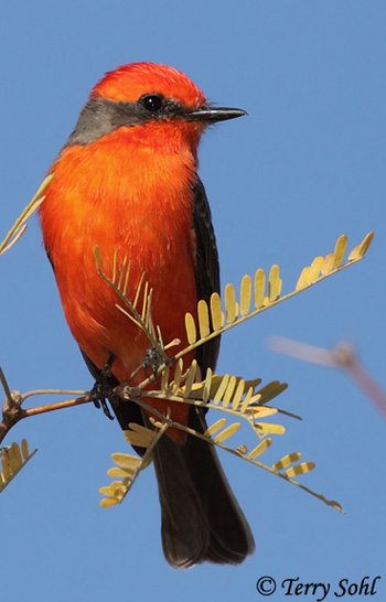 Vermilion Flycatcher - Pyrocephalus rubinus