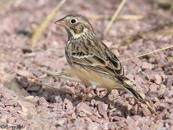 Vesper Sparrow South Dakota Birds And Birding