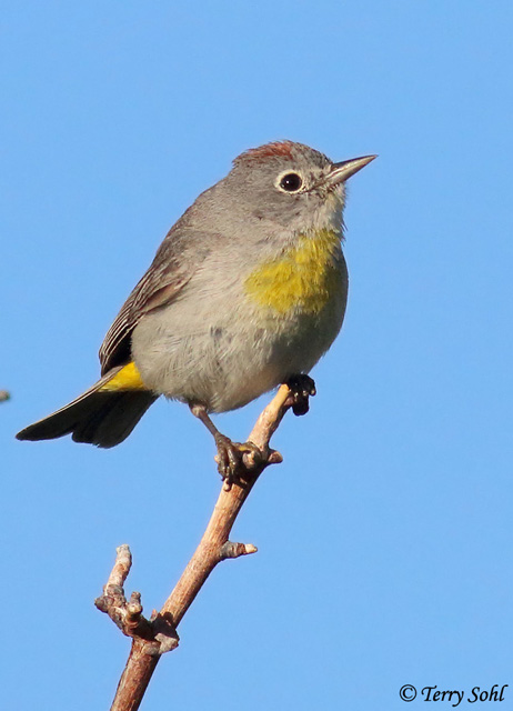 Virginia's Warbler - Oreothlypis virginiae