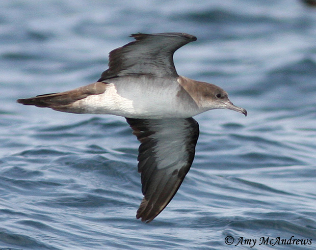 Wedge-tailed Shearwater - Ardenna pacifica