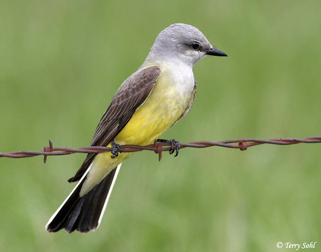 Western Kingbird - Tyrannus verticalis