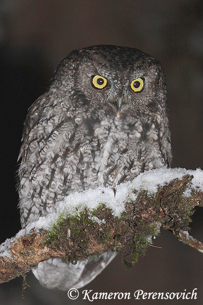 Western Screech-Owl - Megascops kennicottii