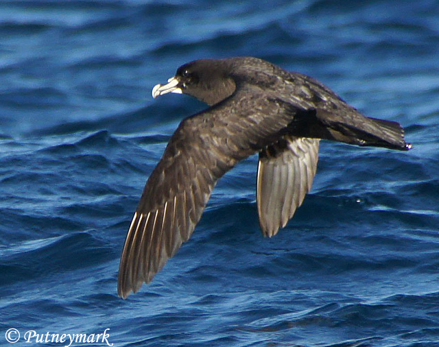 White-chinned Petrel - Procellaria aequinoctialis