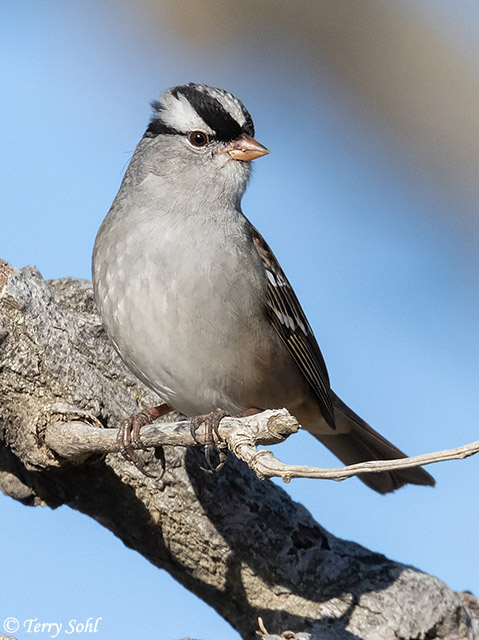 White-crowned Sparrow - Zonotrichia leucophrys