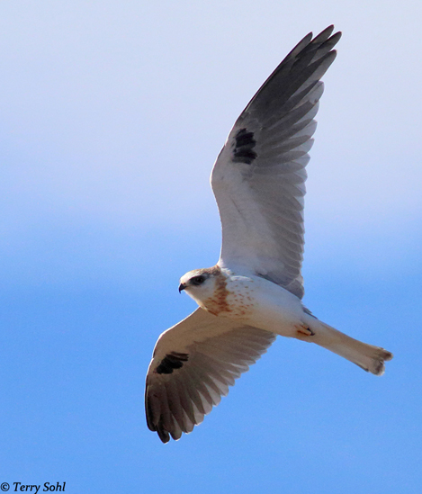 White-tailed Kite - Elanus leucurus