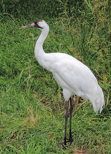 whooping crane coloring pages