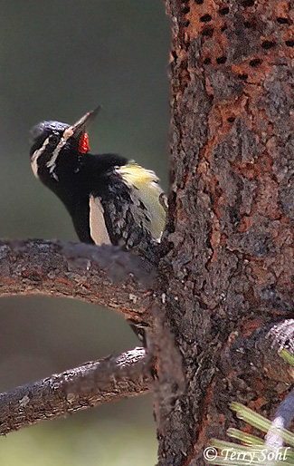 Williamson's Sapsucker - Sphyrapicus thyroideus