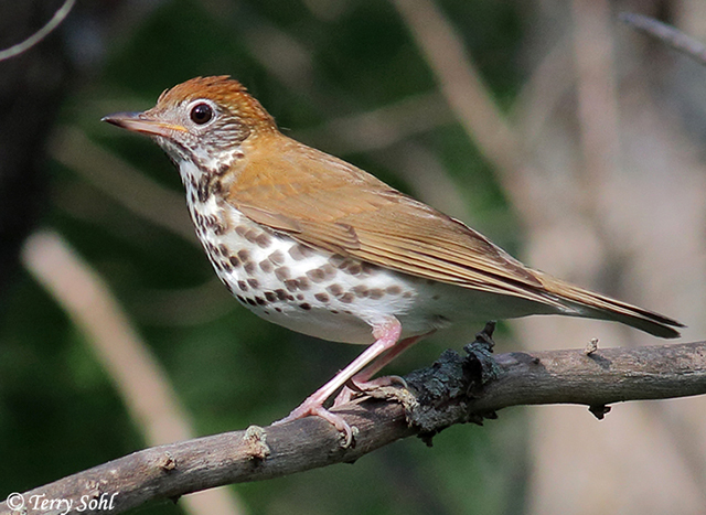 Wood Thrush Flying