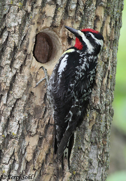 Yellow-bellied Sapsucker - Sphyrapicus varius