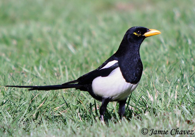 Yellow-billed Magpie - Pica nuttalli